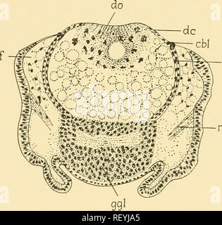 . Embryology of insects and myriapods; the developmental history of insects, centipedes, and millepedes from egg desposition [!] to hatching. Embryology -- Insects; Embryology -- Myriapoda. 286 EMBRYOLOGY OF INSECTS AND MYRIAPODS sacs. The subesophageal body, according to Strindberg, arises without question from the mesoderm of the tritocerebral segment of the head. Tl^e development of the central nervous system, the stomatogastric system, the endoskeleton of the head, and the tracheal system offers nothing remarkable. The stomodaeum appears before the proctodaeum. Both, however, from the star Stock Photo