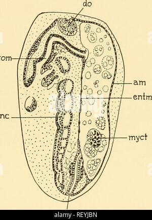 . Embryology of insects and myriapods; the developmental history of insects, centipedes, and millepedes from egg desposition [!] to hatching. Embryology -- Insects; Embryology -- Myriapoda. OLIGONEPHRIDIA 255 stom at the cephalic end of the embryo occurred and where the envelopes rupture. Shrinkage of the envelopes and a revolution of the embryo then take place (Fig. 178), the dorsal (ental) membrane becoming thick with closely approximated cells (entm), the amnion and serosa enclosing the yolk. When, with the shortening of the embryo, the revolution is completed, the serosa has become greatly Stock Photo