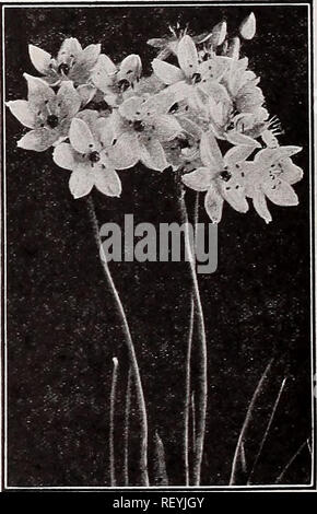 . Dreer's autumn catalogue 1932. Bulbs (Plants) Catalogs; Flowers Seeds Catalogs; Gardening Equipment and supplies Catalogs; Nurseries (Horticulture) Catalogs; Vegetables Seeds Catalogs. Leucojum Vernum IxiaS (African Corn Lily) These charming, half-hardy bulbs, from the Cape of Good Hope are very ornamental for indoor culture, or planted in cold frames or outdoors in well drained and protected borders. The flowers are of the most brilliant, rich and varied hues. We offer them in mixture, 40 cts. per doz.; $2.50 per 100; $20.00 per 1000. Leucojum Vernum (Spring snowtiake) Pretty bulbous plants Stock Photo