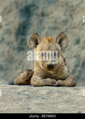 A young spotted hyena Crocuta crocuta at rest close to the den looking at the camera Timbavati Reserve, Mpumalanga Province South Africa Stock Photo