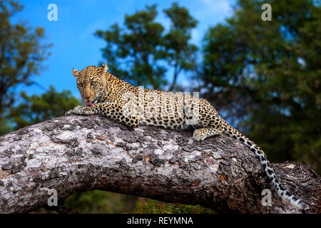 A Female leopard  Panthera pardus resting on a branch and grooming whilst looking around. Kruger National Park Mpumalanga Province South Africa Stock Photo