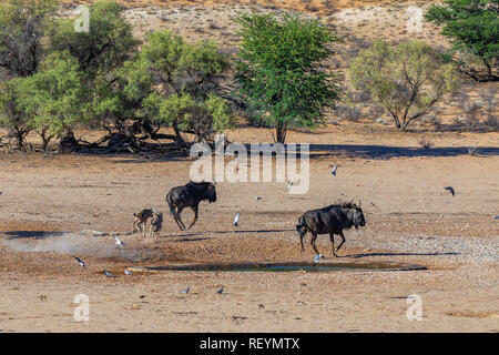 A small group of blue wildebeest Connochaetes taurinus running away from a water hole raising dust. South Africa; Kgalagadi Transfrontier Park; Stock Photo