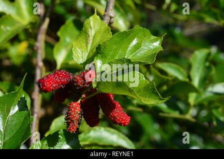 Mulberry tree in garden Stock Photo