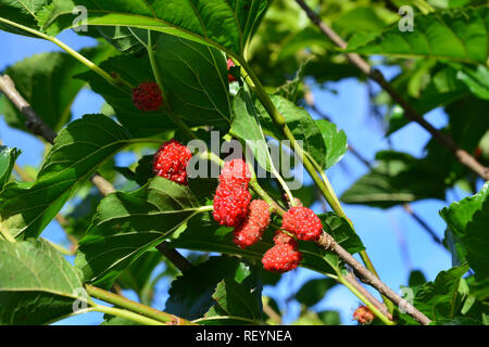 Mulberry tree in garden Stock Photo