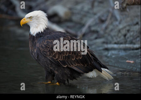 Adult bald eagle standing in shallow water at the Alaska Chilkat Bald Eagle Preserve near Haines, Alaska Stock Photo