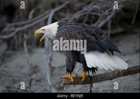 Adult bald eagle vocalizingl at the Alaska Chilkat Bald Eagle Preserve near Haines, Alaska Stock Photo