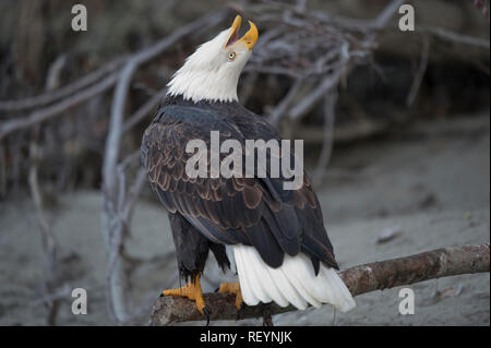 Adult bald eagle (Haliaeetus leucocephalus) vocalizing at the Alaska Chilkat Bald Eagle Preserve near Haines, Alaska Stock Photo