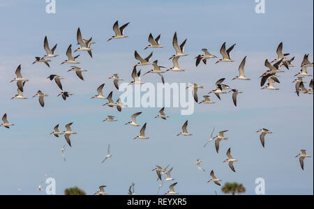 Flock of black skimmers, Rynchops niger, in flight over South Padre Island, Texas Stock Photo