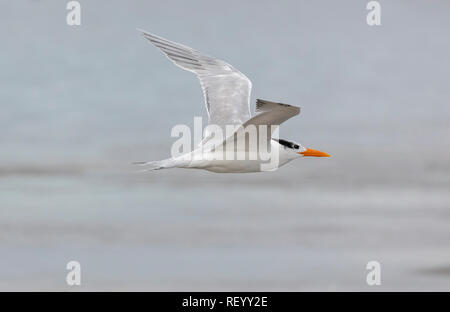 Royal tern, Thalasseus maximus in flight,  in winter plumage, Texas coast. Stock Photo