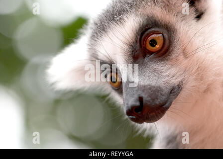 Close up portrait of ring-tailed lemur Stock Photo