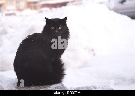 Abandoned street cats, animal abuse, sadness. Black fluffy cat on a background of snow. Homeless black cat. Stock Photo