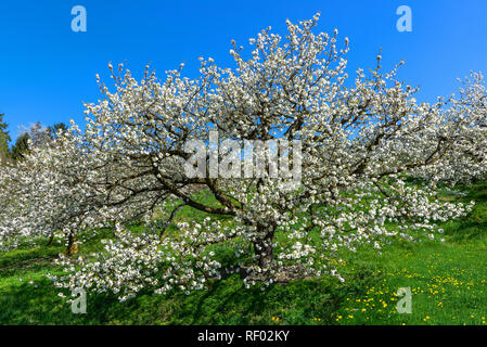 View into the treetop of a blooming cherry tree Stock Photo