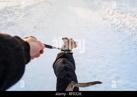 Walking with a dog in coat on cold winter day. Person with a dog in warm parka on the leash at a park , owner's point of view