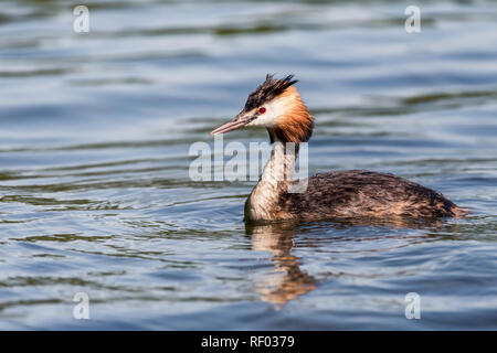 A great crested grebe (podiceps cristatus) is swimming on a lake. Stock Photo