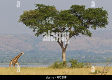 Murchison Falls National Park, Uganda, protects an important population of the endangered Rothschild's giraffe, Giraffa camelopardalis rothschildi Stock Photo