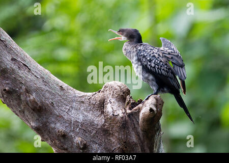 A juvenile reed cormorant, Microcarbo africanus, also known as a long-tailed cormorant, rests to dry its wings on a log near the Source of the Nile. Stock Photo