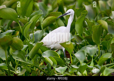 Water hyacinth, an invasive species, clogs up Nile waterways, but here it makes for a beautiful backdrop for a Little Egret, Egretta garzetta