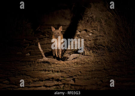 Brown Hyena, Hyaena brunnea, also called Strandwolf, are relatively rarely seen but quite common, especially at night in Madikwe Game Reserve Stock Photo