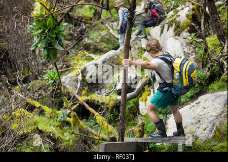 On Day 2, Hikers on the Kilembe Route, Rwenzori National Park, Uganda, navigate through the Heather vegetation zone crossing small streams and boulder Stock Photo