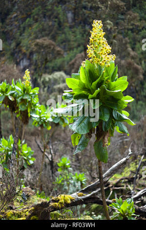 On Day 2 on the Kilembe Route, Rwenzori National Park, Uganda, hikers pass the heather vegetation zone with unique plants such as these senecio trees  Stock Photo