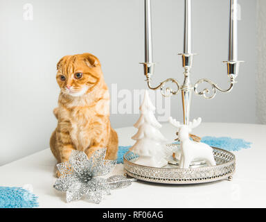 Scottish Fold red cat with candlestick on a white background on holiday. Cat and etiquette. Stock Photo
