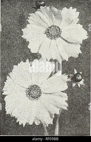 . Dreer's midsummer list 1931. Flowers Seeds Catalogs; Fruit Seeds Catalogs; Vegetables Seeds Catalogs; Nurseries (Horticulture) Catalogs; Gardening Equipment and supplies Catalogs. Dreer's Prize Dwarf Cineraria Cerastium (Snow in summer) 1911 Tomentosum. A very pretty dwarf, white-leaved edging plant, bearing small white flowers; hardy perennial. Splendid for rockery. J oz., 60 cts $0 15 Cheiranthus Very pretty dwarf hardy biennial plants, for early spring flowering sow in late summer. Splendid for rockery. 1915 Allionii {Siberian Wallflower). About 12 inches high with heads of brilliant oran Stock Photo