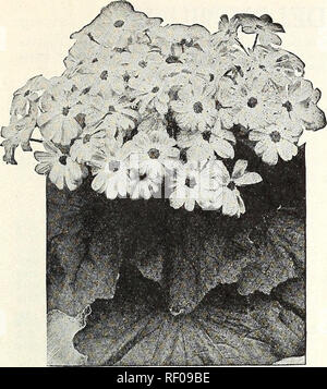 . Dreer's midsummer list 1931. Flowers Seeds Catalogs; Fruit Seeds Catalogs; Vegetables Seeds Catalogs; Nurseries (Horticulture) Catalogs; Gardening Equipment and supplies Catalogs. DREER'S FLOWER SEEDS FOR SUMMER SOWING. Dreer's Prize Dwarf Cineraria Cerastium (Snow in summer) 1911 Tomentosum. A very pretty dwarf, white-leaved edging plant, bearing small white flowers; hardy perennial. Splendid for rockery. J oz., 60 cts $0 15 Cheiranthus Very pretty dwarf hardy biennial plants, for early spring flowering sow in late summer. Splendid for rockery. 1915 Allionii {Siberian Wallflower). About 12  Stock Photo