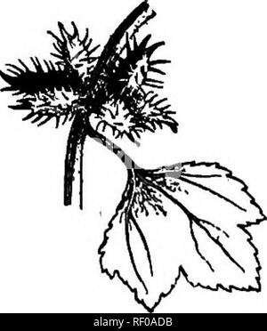 . Selected western flora : Manitoba, Saskatchewan, Alberta . Botany; Botany; Botany. Fig. 85. — Ambrosia trifida. 22. XANTHIUM. Cocklebur. MoncBcious, the sterile and fertile flowers in different heads, the fertile below the sterile in short spikes; involucre of-the sterile flowers open and saucer-shaped; involucre of the fertile flowers closed, 2-flowered, leathery, and covered with hooked prickles, often 2-beaked. Coarse, weedy annuals with large alternate toothed leaves, and producing large bur-like fruit. 1. X. echinStum, Murr. Stem rough, 1-2 ft. high, tinged or spotted with purple;'leave Stock Photo