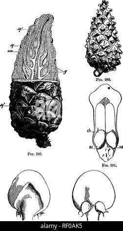 . Botany for high schools and colleges. Botany. 398 BOTANY.. Fig. 298. Fio. 293. Fig. 289.—A ripn cone (female flower) of Pinvs syVoesfria. Fig. 290.—Partial section of a cone, eg, «j', the fcales; g, the seeds; em, the- embryo in the seed. Fig. 291.—A detached scale of a ripe cone, seen from above, bearing two seeds.. Jf, micropyle; di, ctaalaza. Fig. 292.—A detacherl scale of a young cone, seen from the bacls, showing the tri- angular bract. Magnified, Fig. 293.—The same as Fig. 291, seen from the front, showing the two ovnles. Magnified.. Please note that these images are extracted from sca Stock Photo
