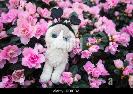 Grumpy cat plushy with black hearts headband posing against pink colour flowers Stock Photo