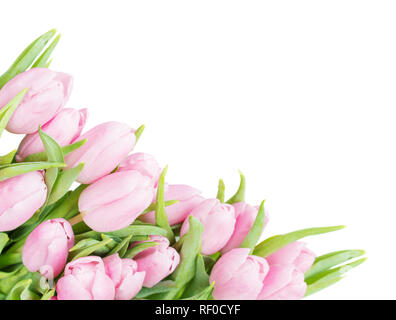 Bouquet of fresh pink tulips flowers covered with dew drops close-up isolated on white background Stock Photo