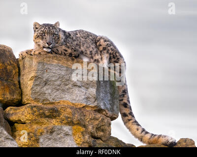 Portrait of captive Snow leopard or ounce Panthera uncia Stock Photo