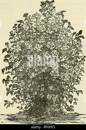 . Catalogue of nursery stock. Seed industry and trade Michigan Catalogs; Flowers Catalogs; Fruit Catalogs. CATALOGUE OF NURSERY STOCK. 59 Ornamental Shrubs. ALTHEA or ROSE OF SHARON (Hibiscus.) The Altheas are fine, free-growing-, flow- ering shrubs, of very easy cultivation. Desirable on account of flowering in August and September, when nearly every other tree or shrub is out of bloom. Double Red Althea ( Rubra flore pleno.). PURPLE ALTHEA. Double Purple Althea (Purpurea flore pleno.) Double White Althea (Alba flore pleno.) Single Red Althea (Rubrum.) Single Purple Althea (Purpurea.) Single  Stock Photo