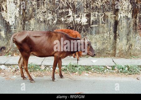 A sacred cow wanders free in the streets of Kochi, India. Stock Photo