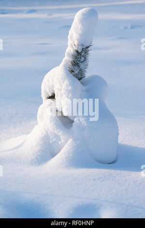 Young Scots pine tree (Pinus sylvestris) covered with snow Stock Photo