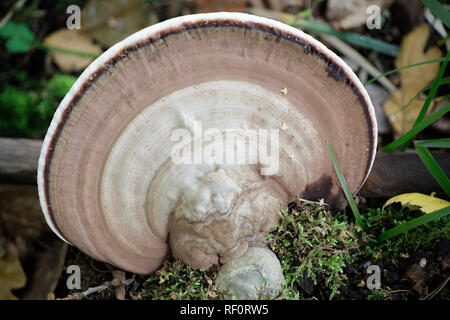 Ganoderma applanatum, the artist's bracket, artist's conk or bear bread fungus Stock Photo