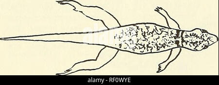 . Catalogue of the neotropical Squamata. Squamata; Reptiles. 130 GONATODES 17.With light collar bordered by dark brown (Fig. j^g ) cone i nnatus Without light collar (Fig. 17 ) taniae 18. Infradigital lamellae not flattened, not wider than rest of digit alboqularls Infradigital lamellae flattened and distinctly wider than the rest of the digit in both sexes (see also Figs. 18, I5 ) humeral is. Fig. 16. Gonatodes cone i nnatus. Please note that these images are extracted from scanned page images that may have been digitally enhanced for readability - coloration and appearance of these illustrat Stock Photo