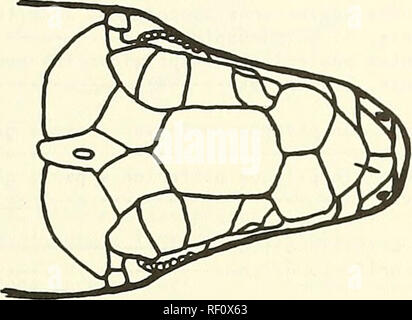 . Catalogue of the neotropical Squamata. Squamata; Reptiles. GENERIC KEY 15.Pair&quot; of scales on dorsum of head between ros- IJ-Pares de escamas en dorso de la cabeza entre tral and first unpaired median scale (Fig. rostral y primera escama media impar (Fig. 2 ) 2 ) 20 20 Rostral in contact with unpaired median scale Rostral en contacto con escama impar media (Fig. 3) 21 (Fig. 3) 21. Fig. 2. Eumeces. with one pair of scales between rostral and first unpaired plate. 20.Temporal area between eye and ear opening covered with enlarged, well-differentiated scales Eumeces Temporal area covered wi Stock Photo