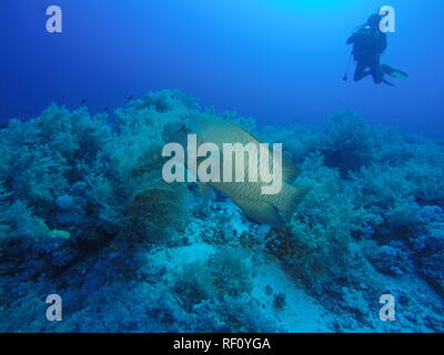 A large Napoelon fish posing for a diving underwater photographer and diver at the Daedalus reef in the Red Sea, Egypt Stock Photo