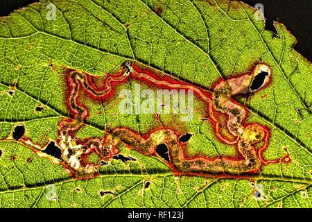 leaf miner in bramble back lighting Stock Photo