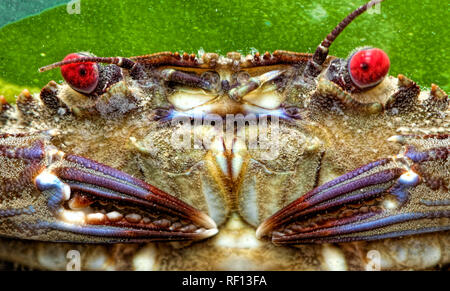 Velvet swimming crab Necora puber head view red eyes and claws Stock Photo