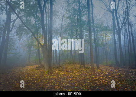 Foggy Misty Day In Forest, Pennsylvania, USA Stock Photo