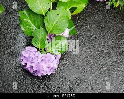 Soft and beautiful hydrangea flower on a rough grey asphalt under the rain Stock Photo