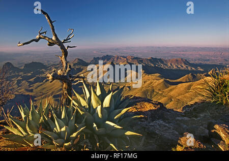 Sierra Quemada, distant view from South Rim at sunrise, agave, Chisos Mountains, Big Bend National Park, Texas, USA Stock Photo