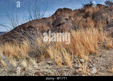 Grass growing back after decades of overgrazing damage, Chihuahuan ...