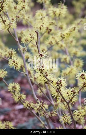 Hamamelis x intermedia 'Sunburst' flowers. Stock Photo