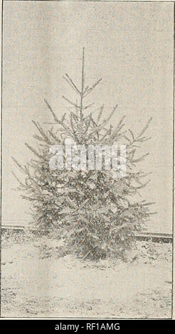 . Catalogue of evergreens, European larch, etc. : for the spring of 1893. Nurseries (Horticulture) Illinois Dundee Catalogs; Trees Seedlings Catalogs; Fruit Catalogs. 6 DUNDEE NURSERIES. NORWAY SPRUCE. (Abies Excelsa.) A very popular variety from Europe. It has been more extensively planted in this country than any other evergreeen. In fact, it is so well known as being the best ever- green for ornamental purposes, that it is only necessary to say, it is also the most valuable for wind breaks, screens and hedges. Of this variety I have several millions. AM. WHITE SPRUCE. (Picea Alba.) A pyrami Stock Photo