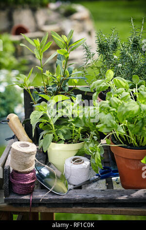 Old wooden garden table with fresh leafy green potted herbs, small trowel and string in a gardening concept