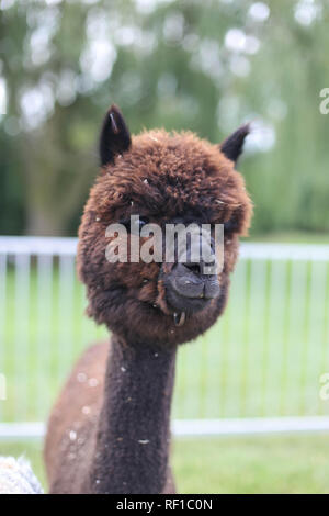 Animal Kingdom portrait of Baby Alpaca brown llama on green blurred background natural light photography Stock Photo