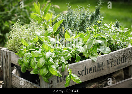 Wooden crate with a variety of fresh green potted culinary herbs growing outdoors in a backyard garden